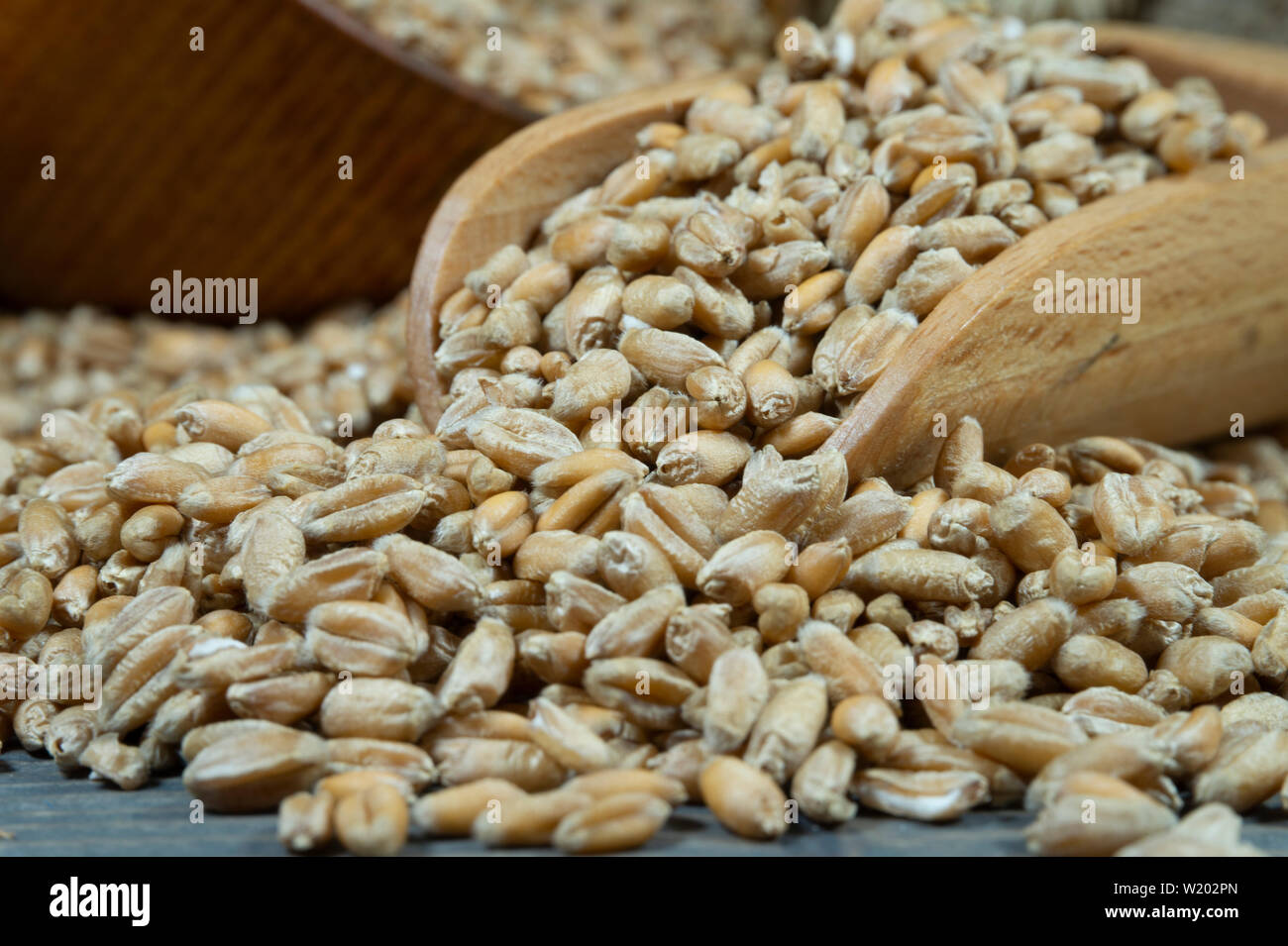 Les semences de blé se répandre à partir d'une pelle en bois avec des mûres et des oreilles neuves de blé vert dans une vue en gros, alimentation saine et nouvelle moisson concept avec c Banque D'Images