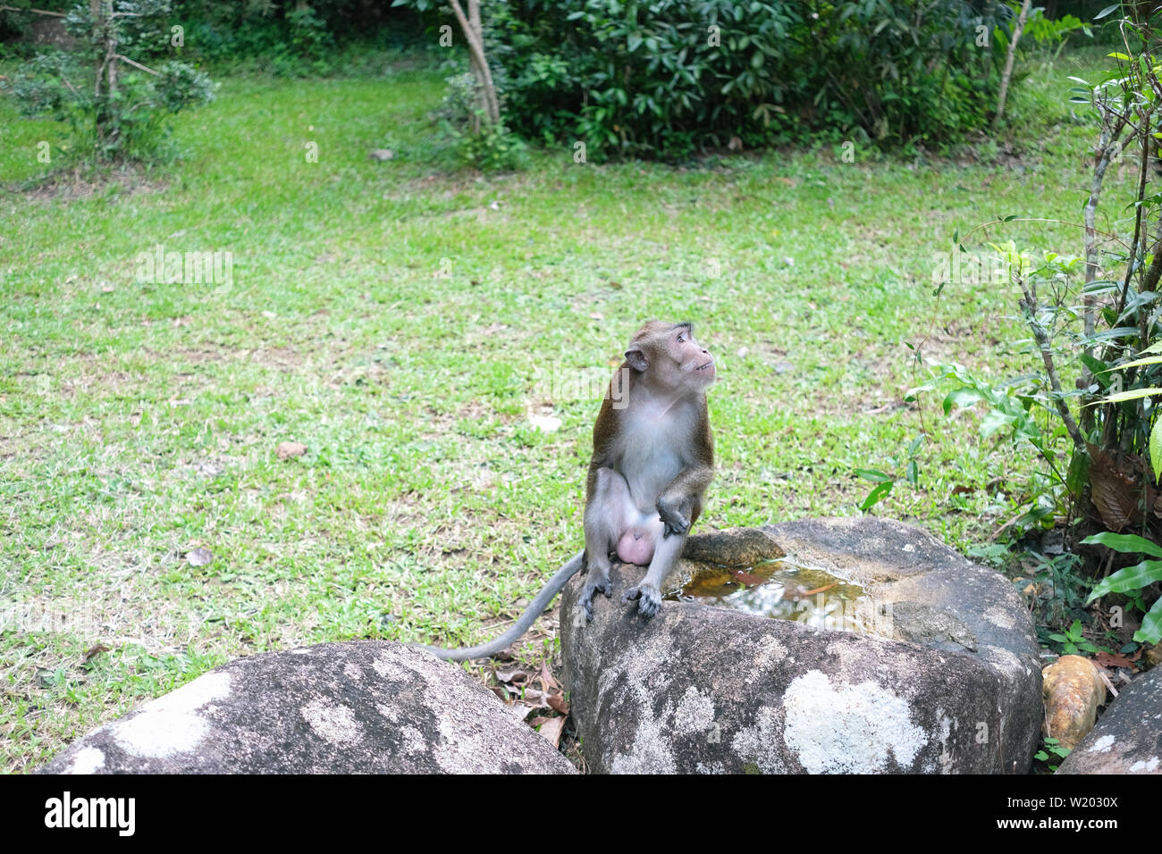 Jeune Singe assis sur le roc et à la recherche de quelque chose dans l'arrière-plan du parc Banque D'Images