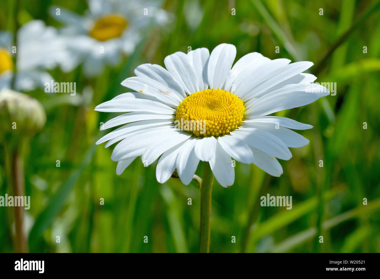 La marguerite blanche, chien daisy ou Marguerite (Leucanthemum vulgare),  close up d'une seule culture des fleurs dans l'herbe Photo Stock - Alamy