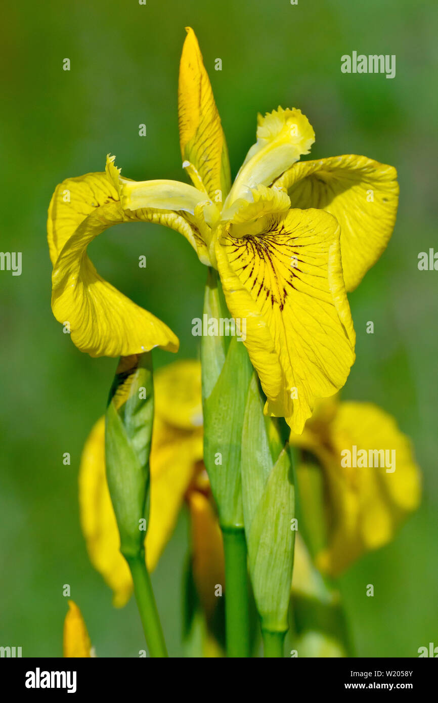 Iris jaune ou drapeau jaune (Iris pseudacorus), gros plan d'une fleur unique à partir de plusieurs. Banque D'Images