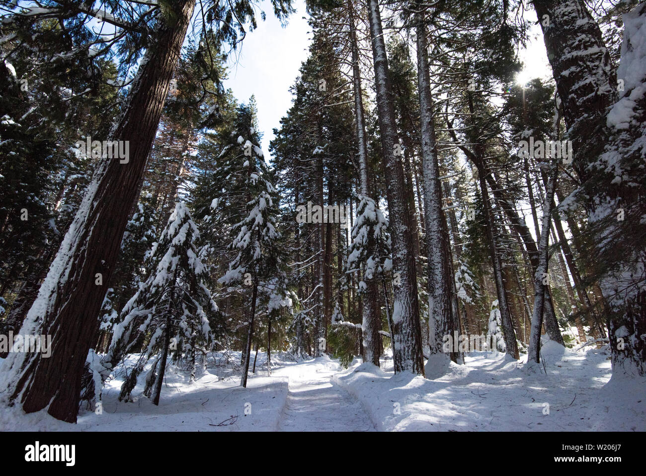 Chemin de randonnée de la forêt couverte de neige Banque D'Images