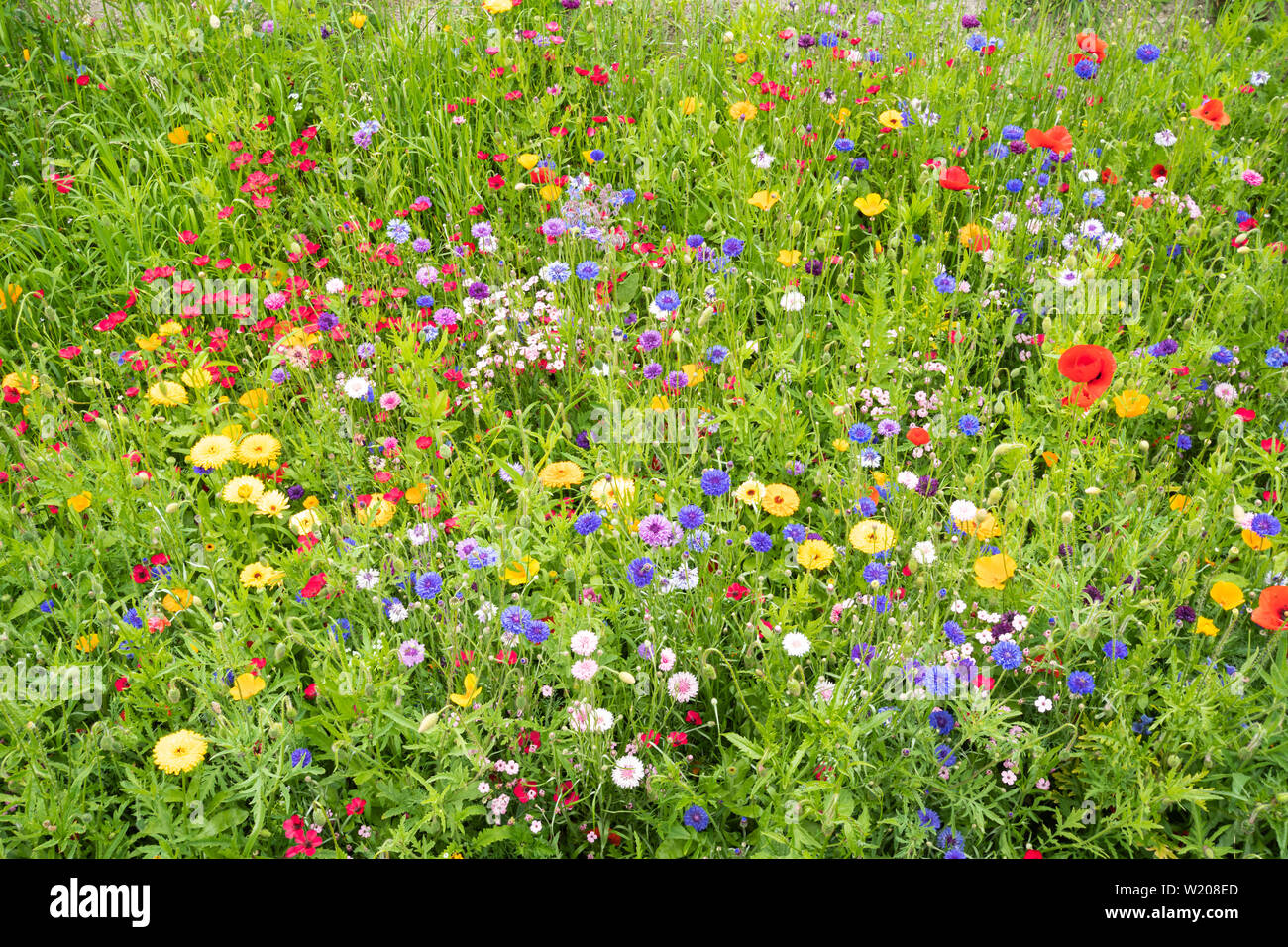 Fleurs sauvages poussant dans un jardin anglais frontière durant le mois de juillet 2009 sur une journée ensoleillée, UK Banque D'Images