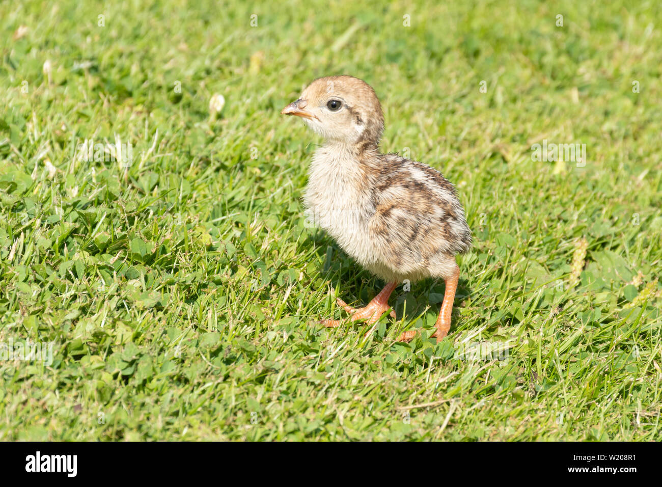 Red Legged Partridge Alectoris Rufa Poussin Mignon Bebe Oiseau Photo Stock Alamy Red Legged Partridge Alectoris Rufa Poussin Mignon Bebe Oiseau Photo Stock Alamy