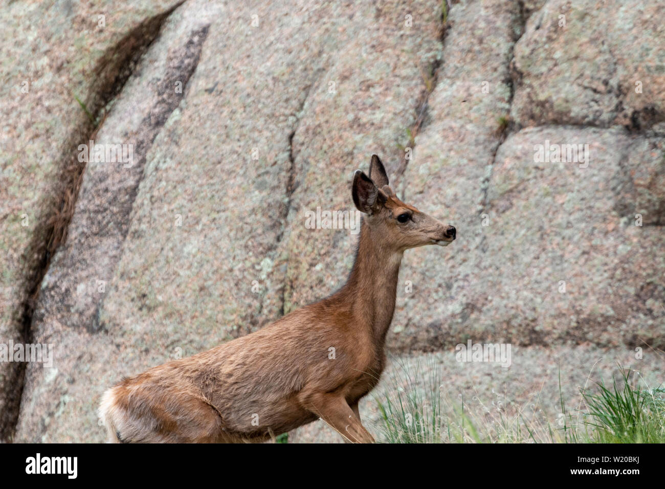 Deer se déplaçant dans le cours supérieur de la rivière South Platte qui coule à travers onze Mile Canyon, Colorado . Banque D'Images