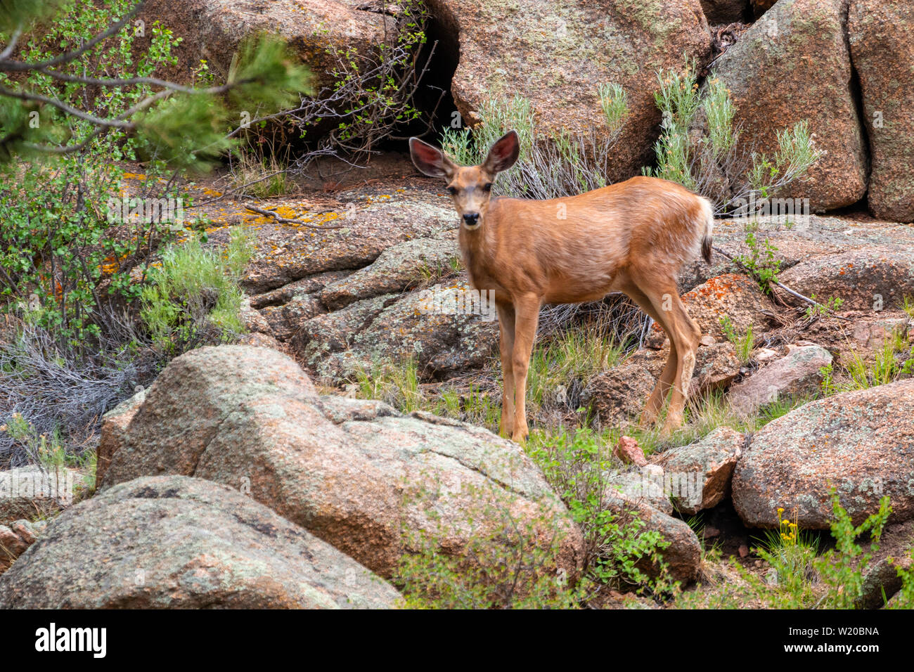 Deer se déplaçant dans le cours supérieur de la rivière South Platte qui coule à travers onze Mile Canyon, Colorado . Banque D'Images