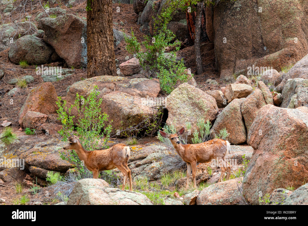 Deer se déplaçant dans le cours supérieur de la rivière South Platte qui coule à travers onze Mile Canyon, Colorado . Banque D'Images
