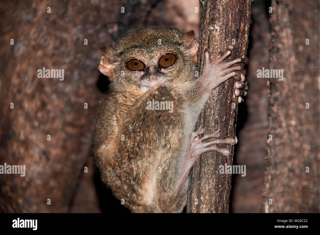 Petit Singe Tarsier se cacher entre les branches de bois dans un arbre. Banque D'Images