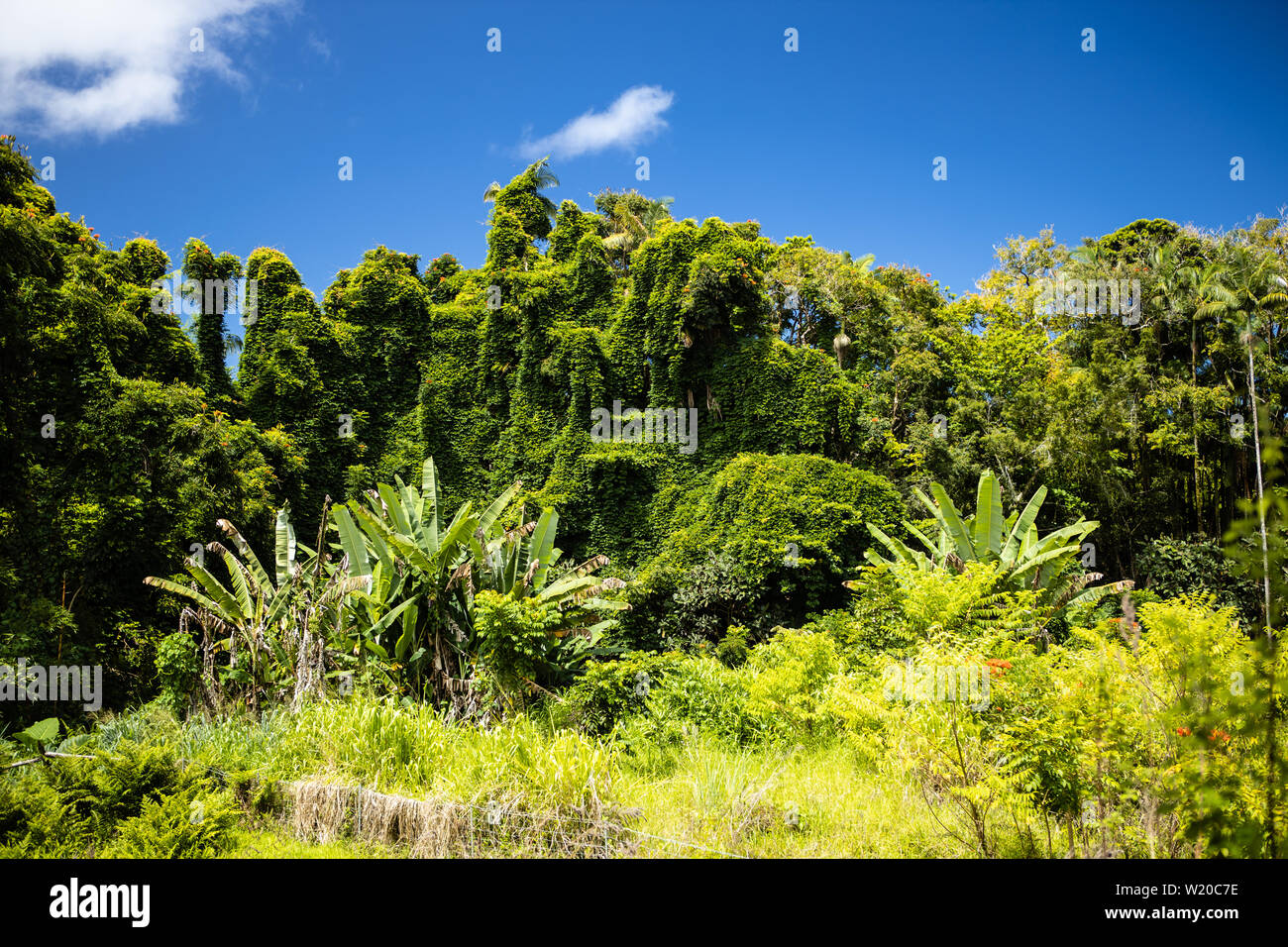 Un vert luxuriant paysage de jungle sur la grande île d'Hawai'i Banque D'Images