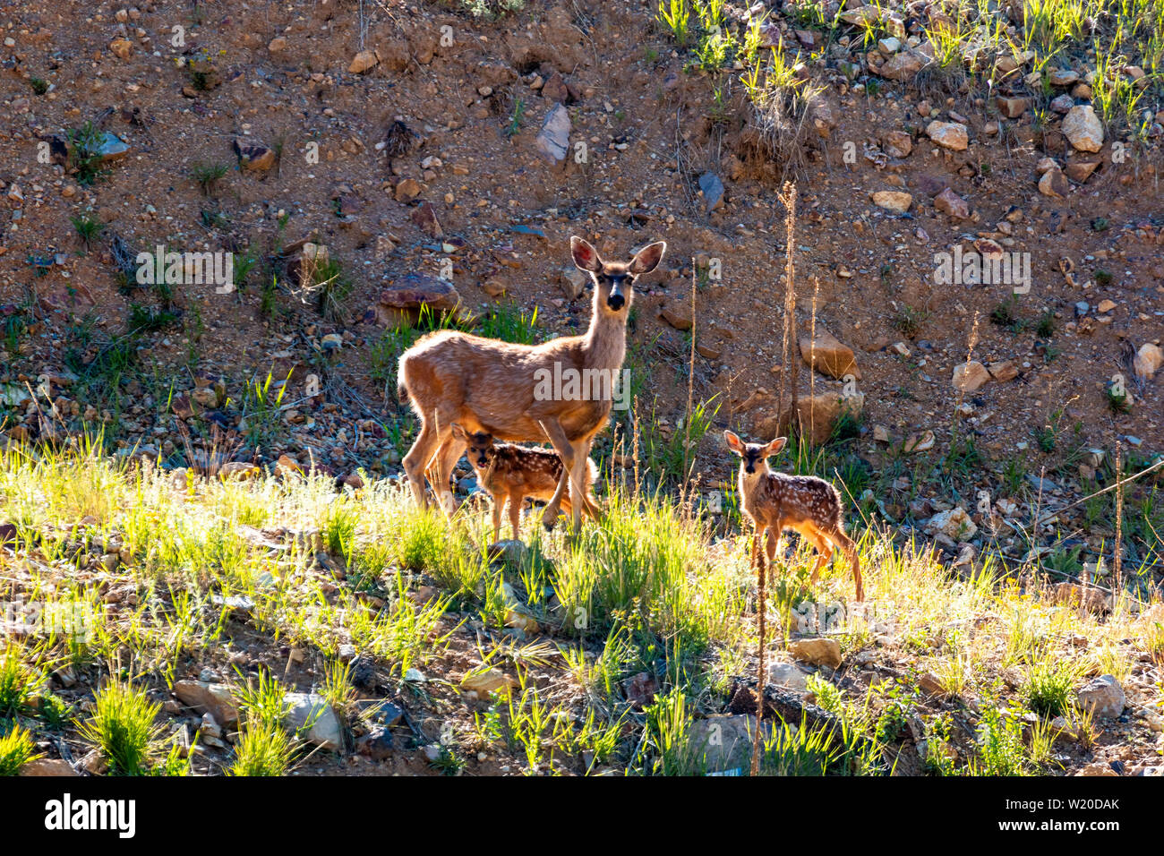 Mama deer menant ses faons, tôt le matin la lumière des Montagnes Rocheuses du Colorado Banque D'Images