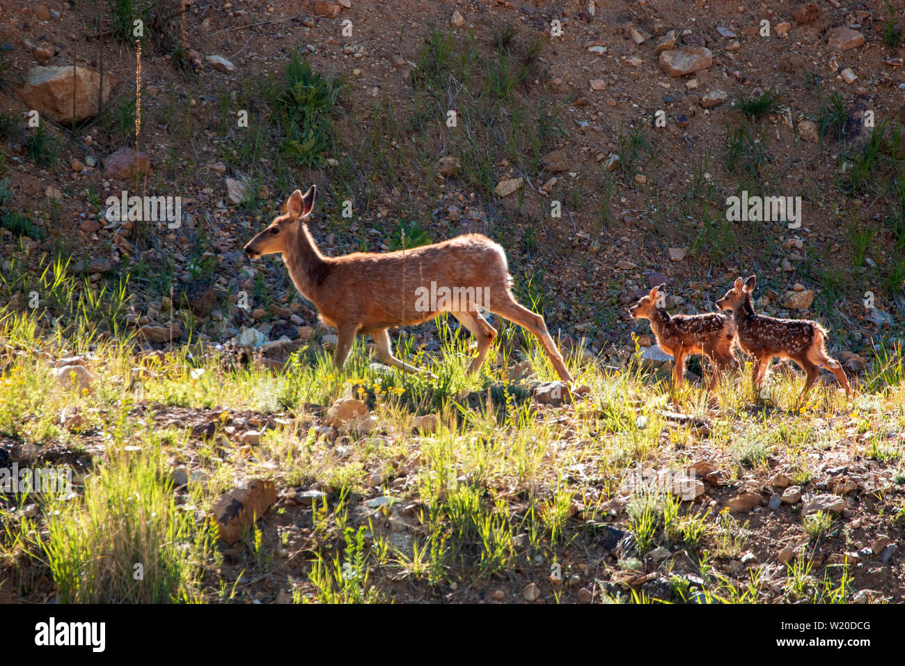 Mama deer menant ses faons, tôt le matin la lumière des Montagnes Rocheuses du Colorado Banque D'Images