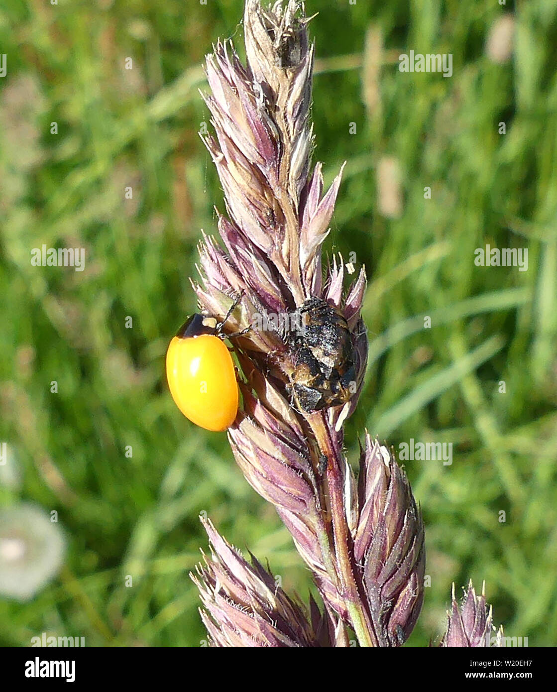 Coccinelle sort de larves. Les taches n'ont pas encore mis au point de révéler l'espèce. Photo : Tony Gale Banque D'Images