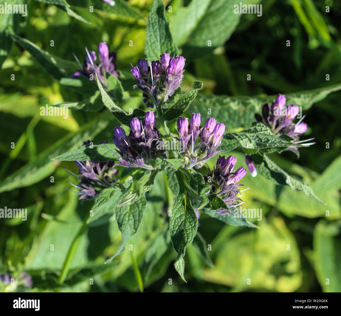 Close up of common sauvages ou de la consoude (Symphytum officinale Consoude vrai) au printemps fleurs Banque D'Images