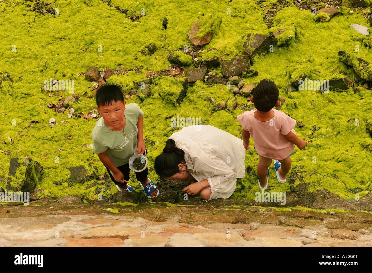 Linyi, Shandong, Chine. 4 juillet, 2019. Shandong, Chine - juillet4 2019 : une grande zone de marée verte a touché terre sur la côte est de Qingdao, shandong province.Certaines zones de reproduction de pêcheurs ont été affectés dans une certaine mesure.Selon les dernières informations de suivi publié par la direction générale de Beihai le ministère des Ressources naturelles, de la zone de distribution de la marée verte Enteromorpha dans la mer de Bohai a dépassé 50 000 kilomètres carrés, couvrant environ 477 kilomètres carrés. Crédit : SIPA Asie/ZUMA/Alamy Fil Live News Banque D'Images