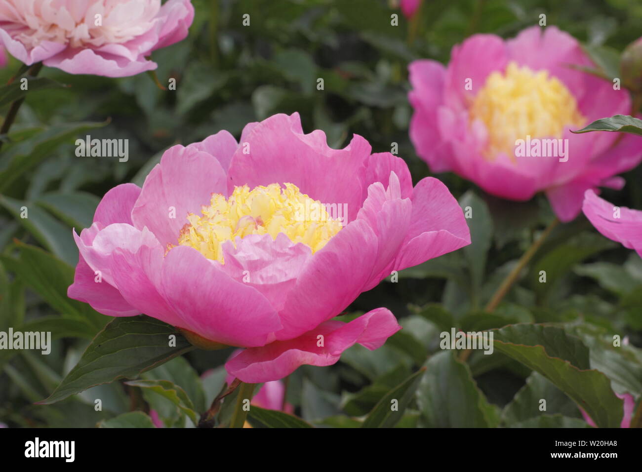 Paeonia lactiflora 'Mr G.F. Hemerik' floraison pivoine frontière dans un jardin en juin - Royaume-Uni Banque D'Images