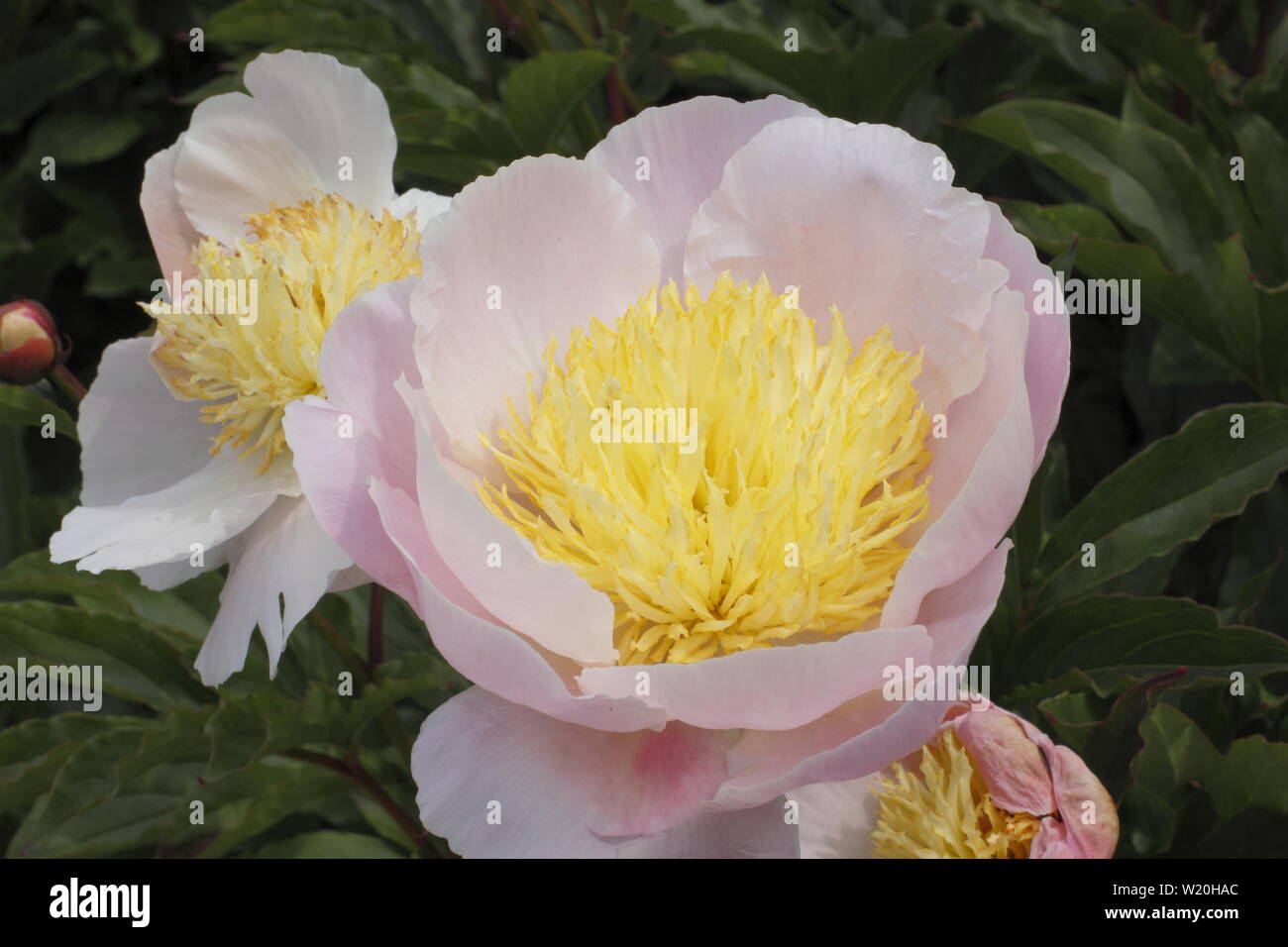 Paeonia lactiflora pivoine. floraison dans un jardin border en juin - Royaume-Uni Banque D'Images