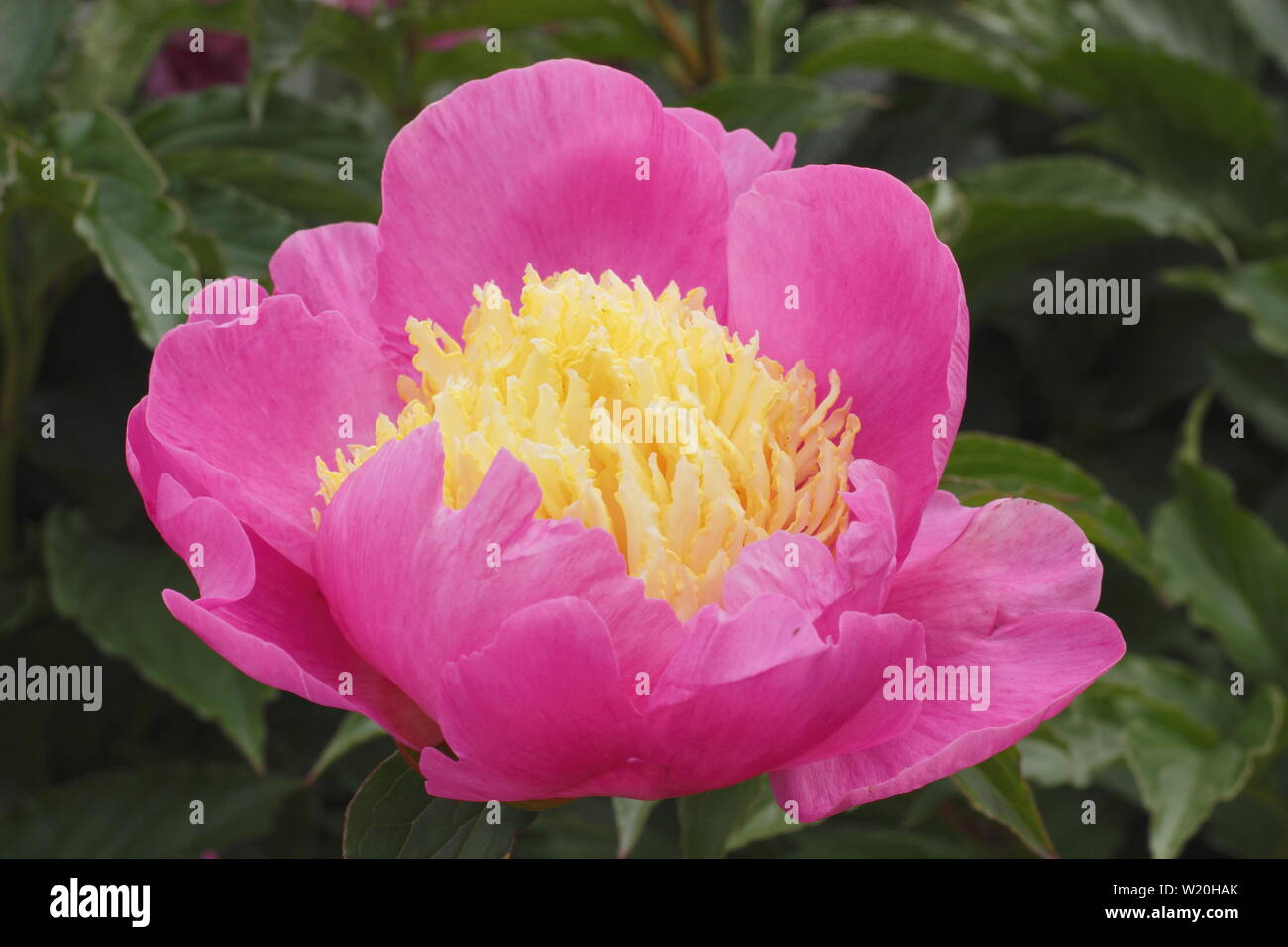 Paeonia lactiflora 'Mr G.F. Hemerik' floraison pivoine frontière dans un jardin en juin - Royaume-Uni Banque D'Images