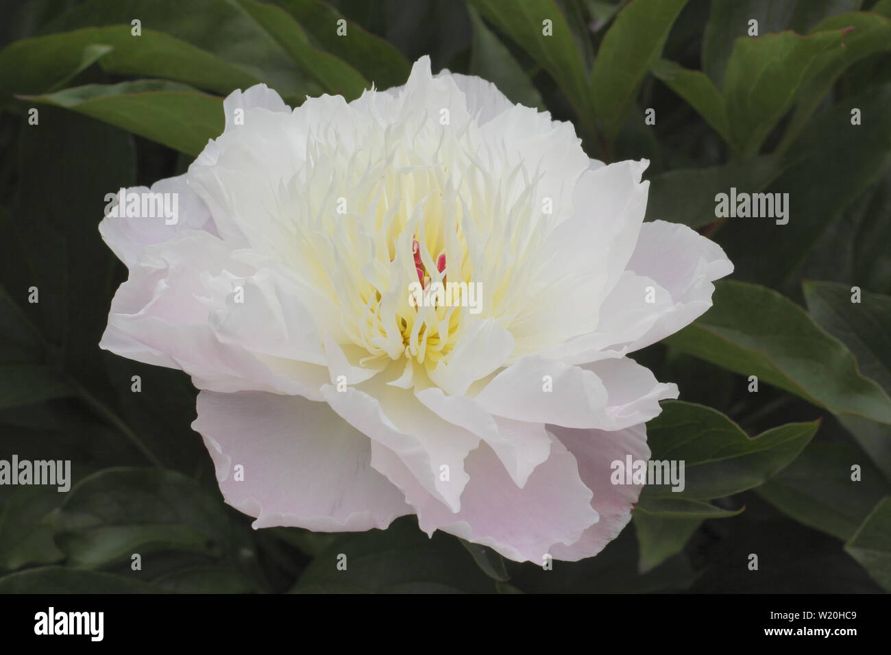 Paeonia lactiflora 'Solange' floraison pivoine frontière dans un jardin en juin - Royaume-Uni Banque D'Images