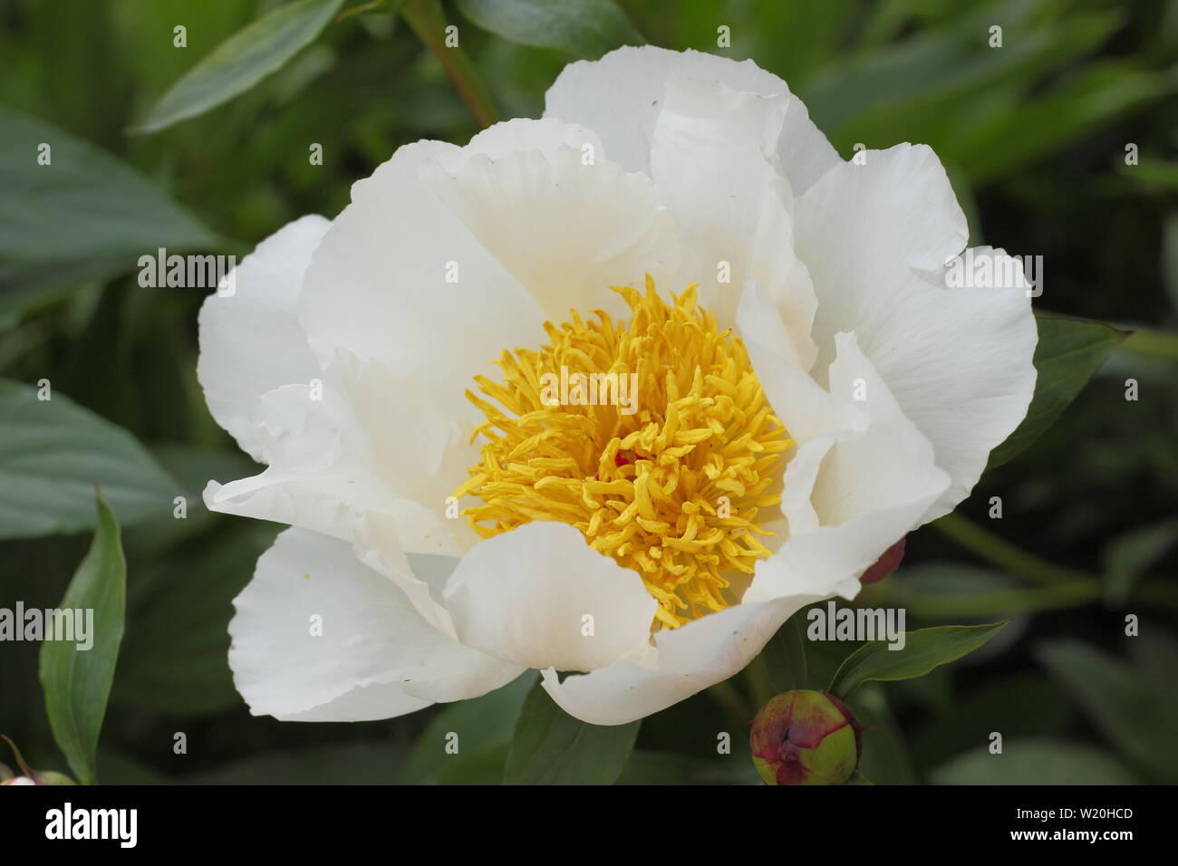 Paeonia lactiflora 'White Wings' floraison pivoine frontière dans un jardin en juin - Royaume-Uni Banque D'Images