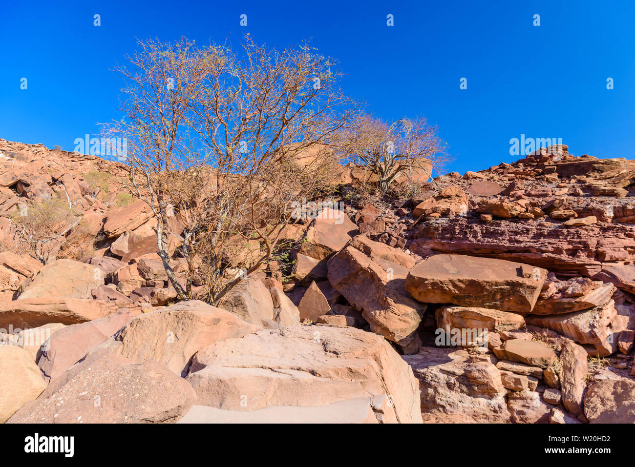 La plantation d'arbres sur le flanc d'une colline faite de grandes roches, Désert du Kalahari, en Namibie Banque D'Images