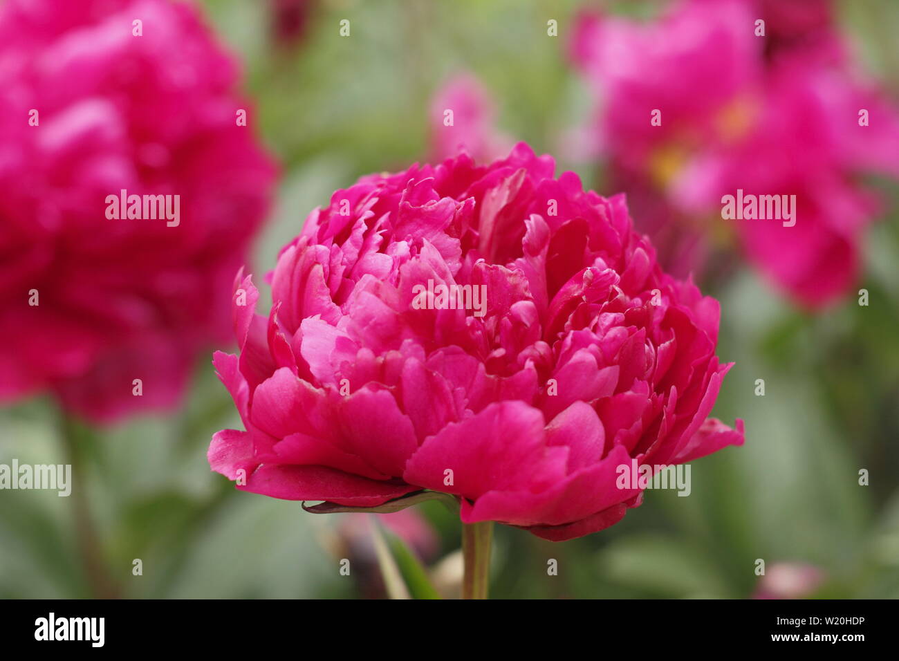 Paeonia lactiflora 'Prince Arabe." La floraison des pivoines dans un jardin border en juin - Royaume-Uni Banque D'Images