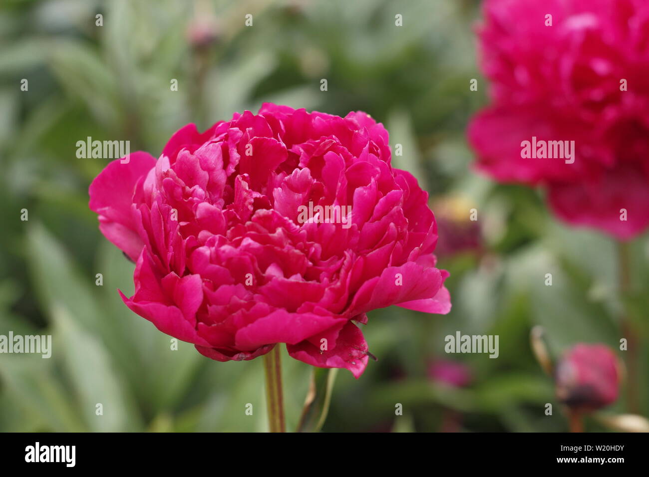 Paeonia lactiflora 'Prince Arabe." La floraison des pivoines dans un jardin border en juin - Royaume-Uni Banque D'Images