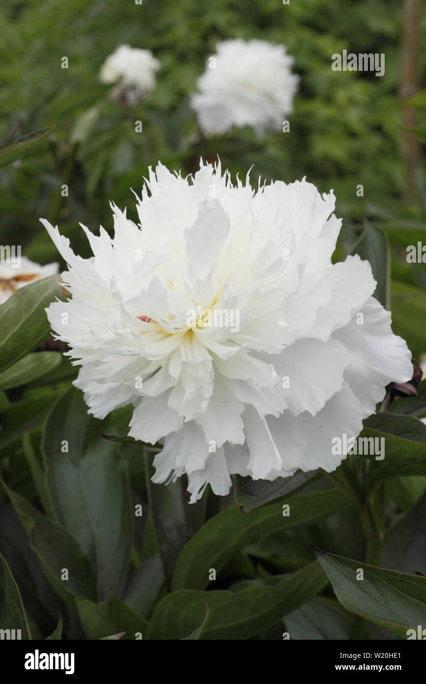 Paeonia lactiflora 'Shirley Temple'. Blanc, fleurs de pivoine double 'Shirley Temple' floraison dans un jardin border en juin - Royaume-Uni Banque D'Images