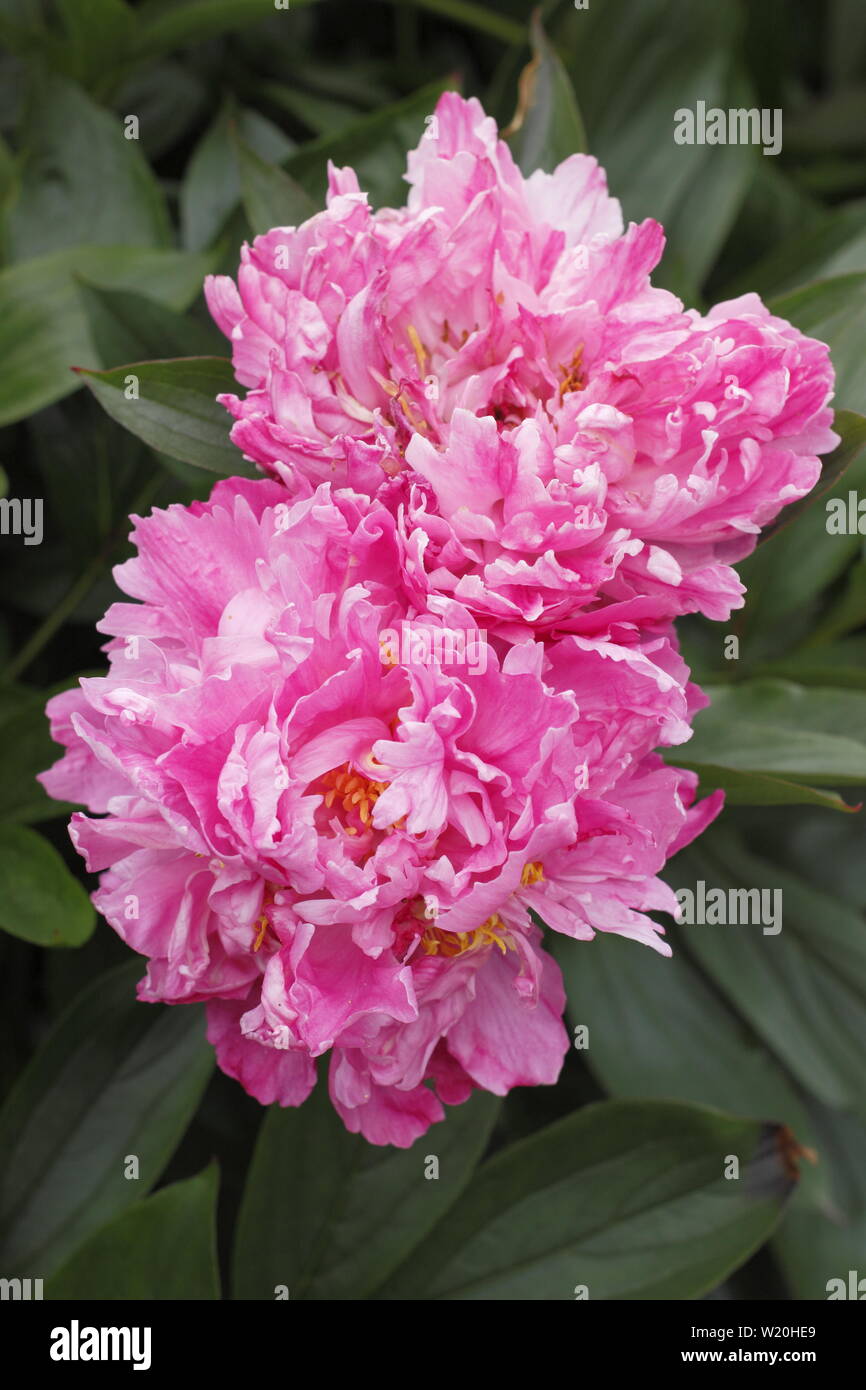 Paeonia lactiflora 'Ddocteur Alexander Fleming' floraison pivoine frontière dans un jardin en juin - Royaume-Uni Banque D'Images