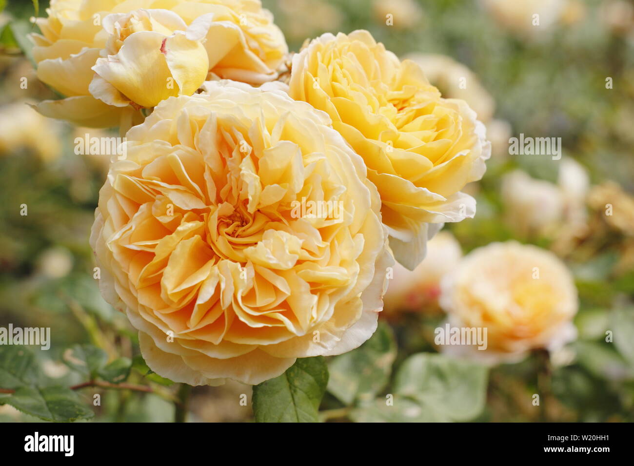 Rosa 'Crown Princess Margareta' Anglais cimbing rose par David Austin. Également appelé 'Ausbaker'. La floraison dans un jardin en juin à la frontière Banque D'Images
