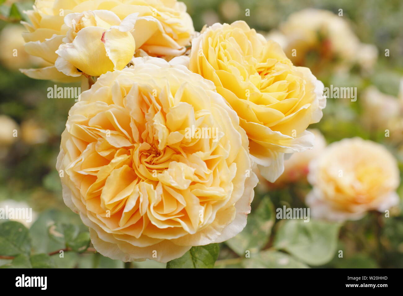 Rosa 'Crown Princess Margareta' Anglais cimbing rose par David Austin. Également appelé 'Ausbaker'. La floraison dans un jardin en juin à la frontière Banque D'Images