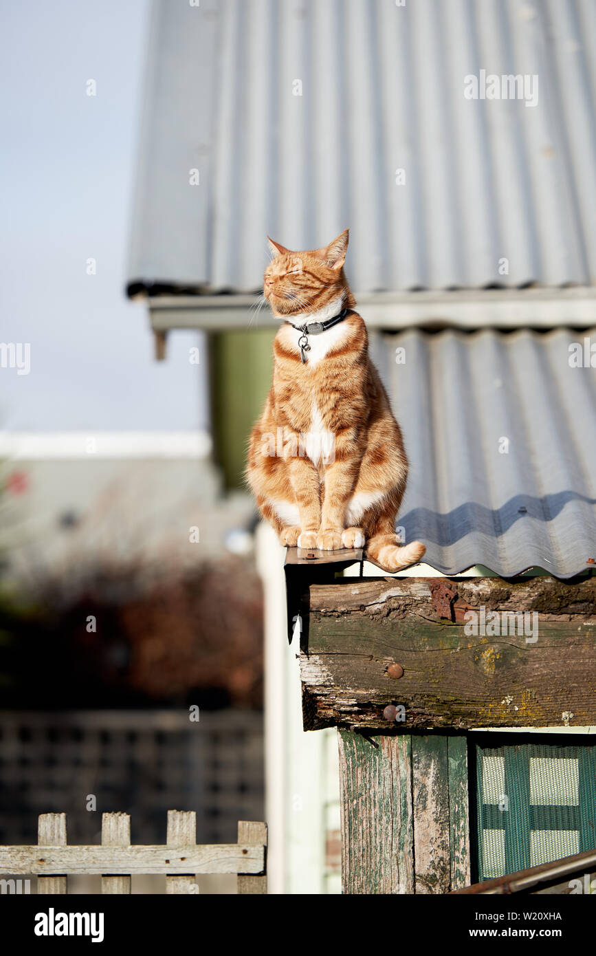 Red ginger cat assis sur un toit de fer avec son visage dirigé directement vers le soleil. Banque D'Images