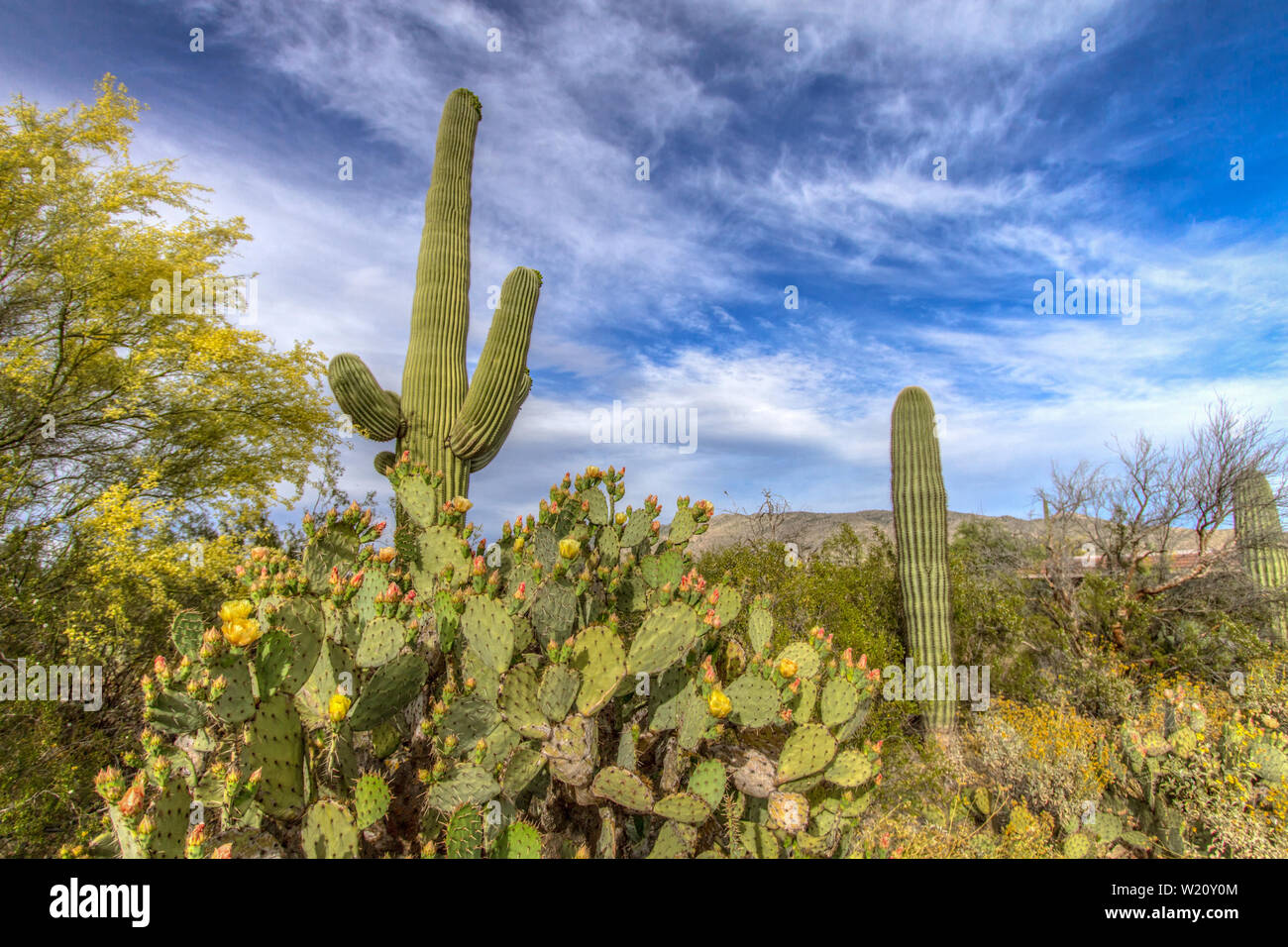 Paysage de fleurs sauvages du désert. Cactus de poire pickly et le puissant cactus de Saguaro fleurissent sous un beau ciel bleu..Parc national de Saguaro, Tucson, Arizona Banque D'Images