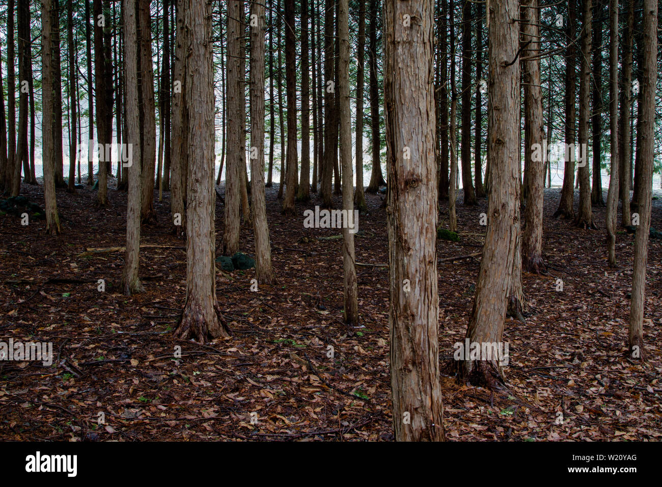 Forêt d'Aokigahara, connue sous le nom de forêt suicide, près du Mont Fuji dans la préfecture de Yamanashi, au Japon. Banque D'Images