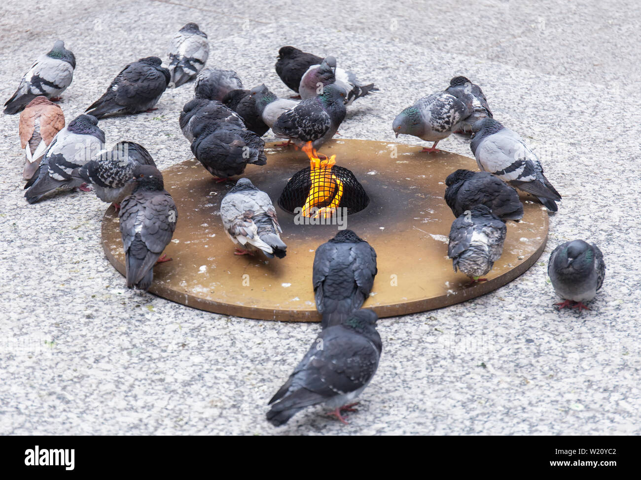 Pigeons dans la ville essayez de garder au chaud à une source artificielle d'incendie et de chaleur Banque D'Images