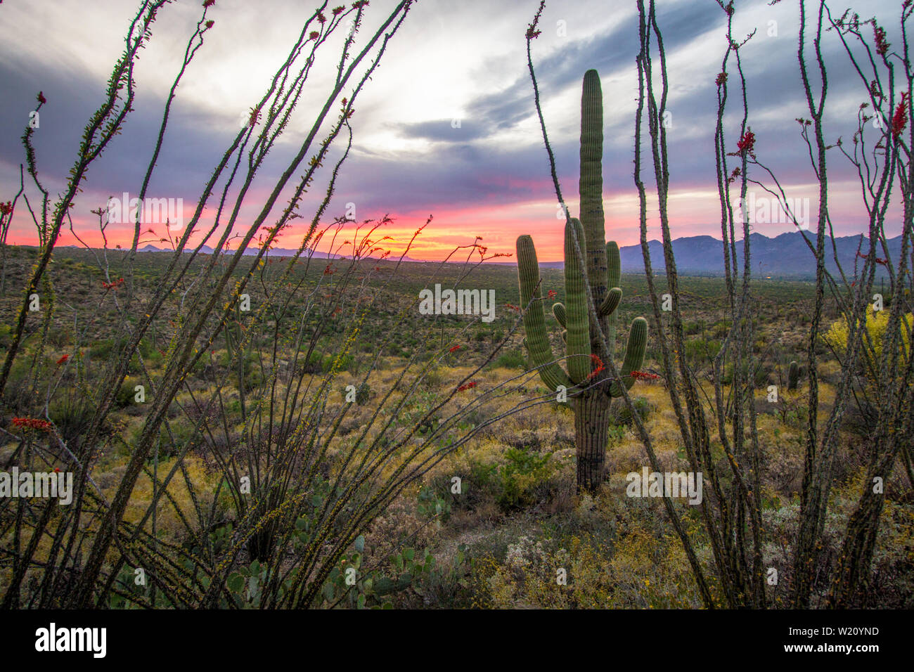 Paysage de Tucson Arizona Sunset. Cactus Saguaro, la corolle et le cactus Ocotillo dans le désert de Sonora au parc national de Saguaro à Tucson, Arizona Banque D'Images
