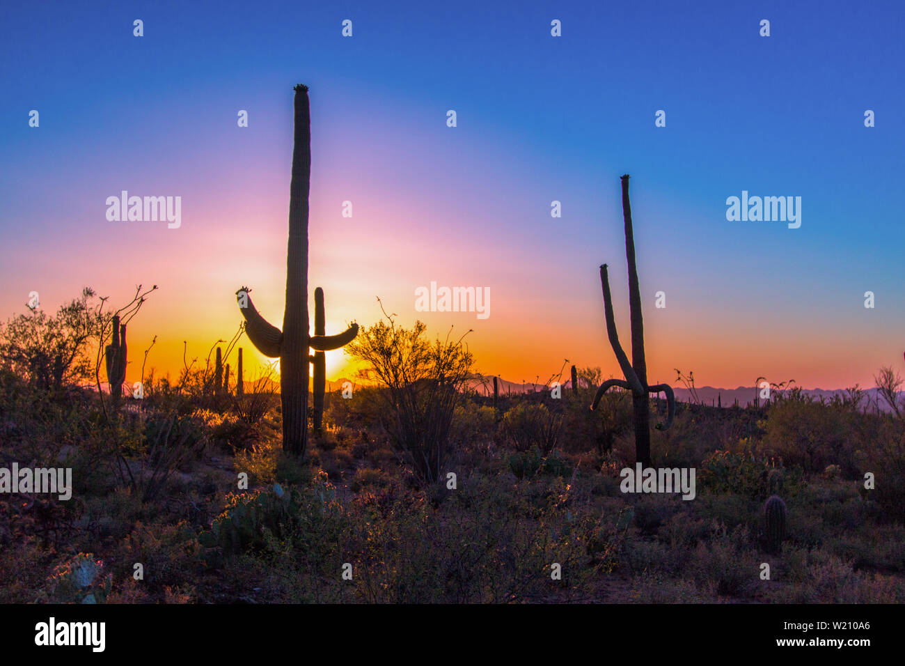 Coucher de soleil sur Saguaro Cactus. Rare grand cactus Saguaro dans le désert de Sonora au coucher du soleil dans le parc national de Saguaro. Tucson, Arizona, États-Unis. Banque D'Images