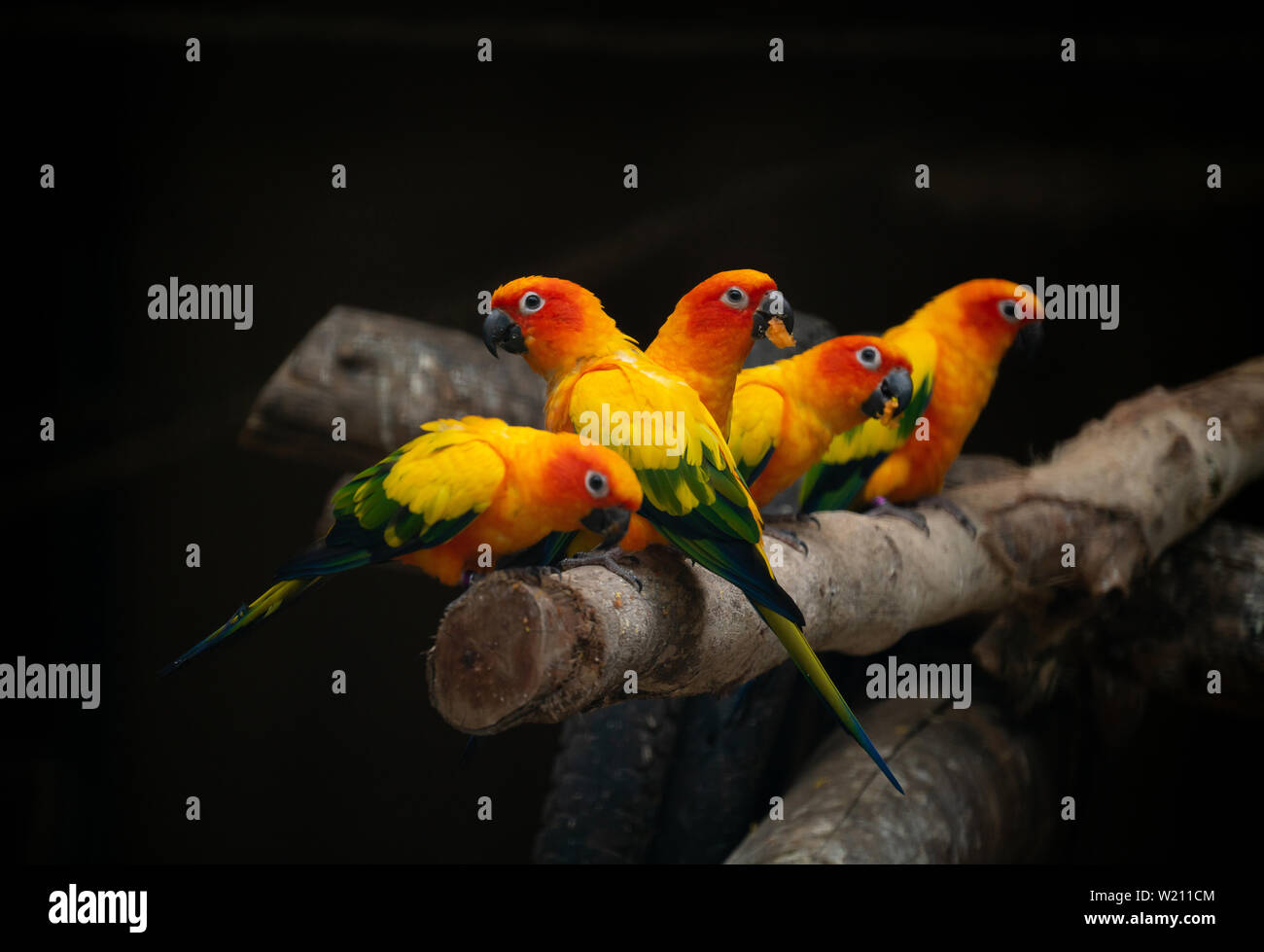 Groupe d'sunconure oiseau perroquet sur la perchaude dans fond sombre Banque D'Images