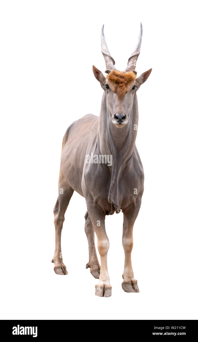 Éland commun (Taurotragus oryx) isolé sur fond blanc Banque D'Images