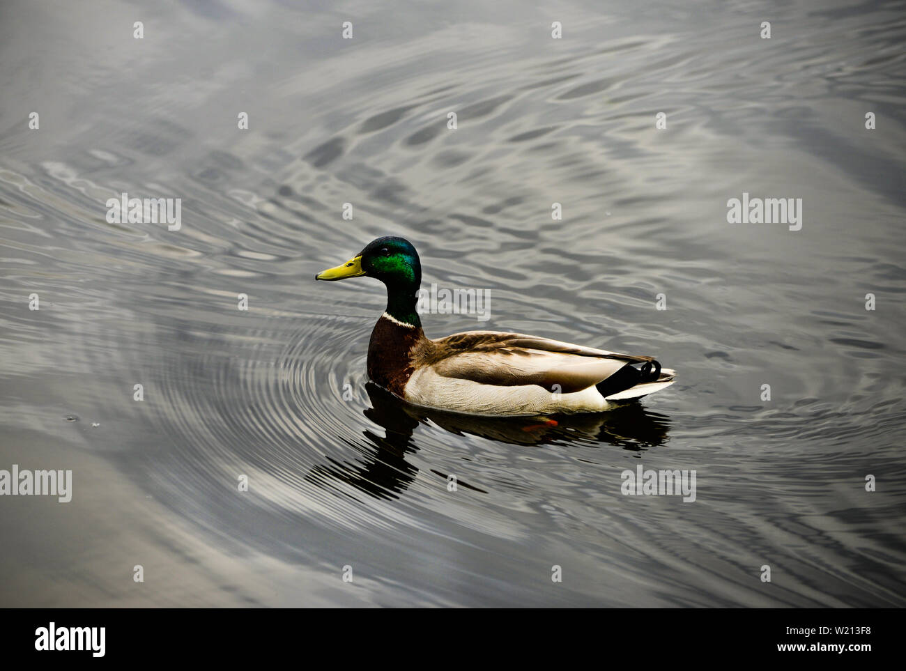 Nageant canard Banque D'Images