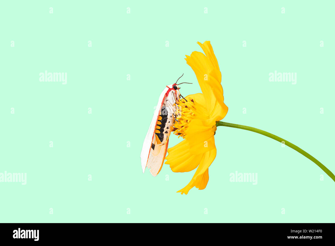 Blanc jaune sur les insectes isolés Cosmos sulphureus Cav des fleurs sur un fond vert avec chemin de détourage. Banque D'Images