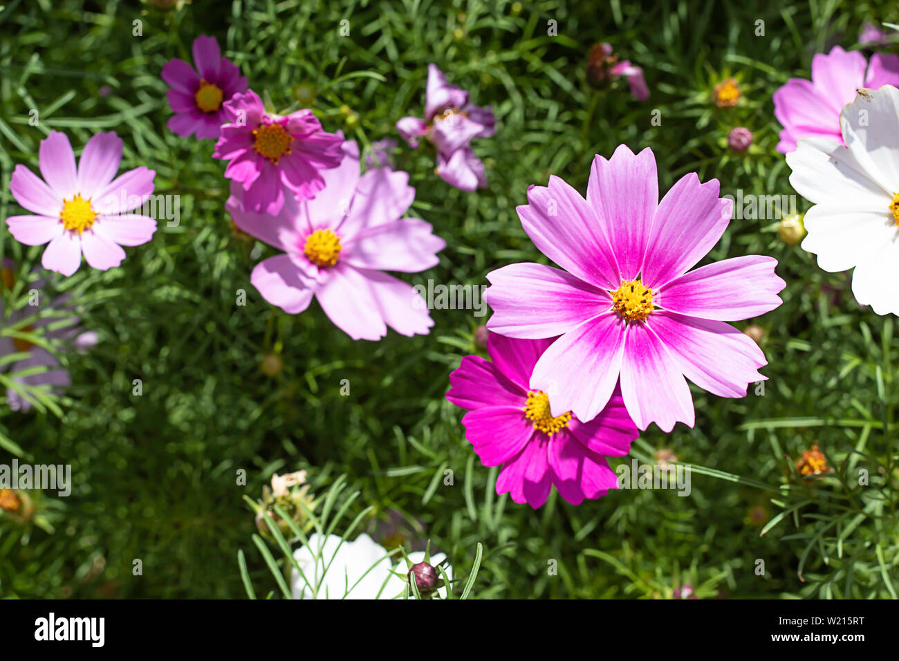 Cosmos sulphureus Cav colorés des fleurs dans le jardin. Banque D'Images