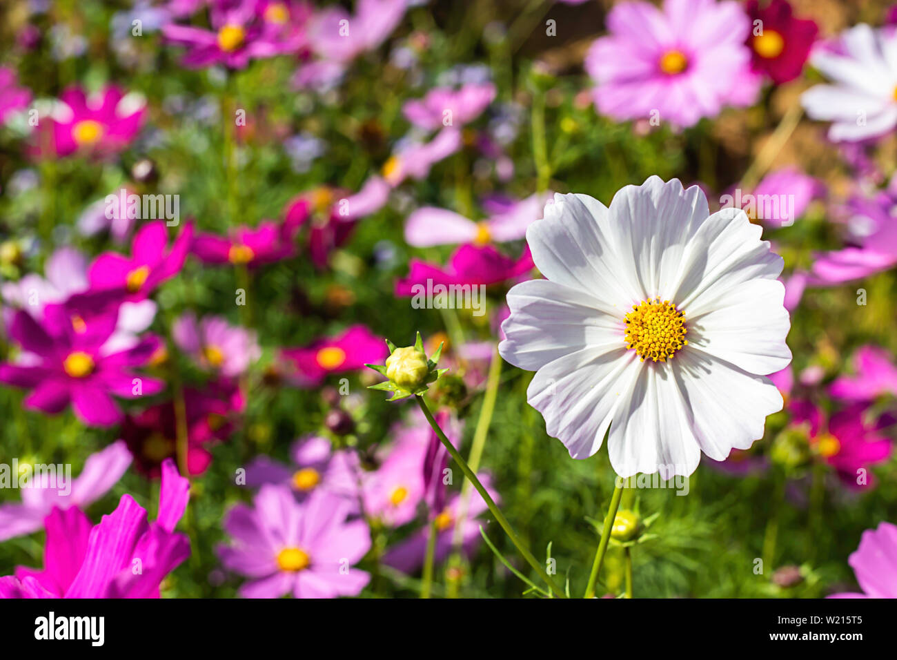 Cosmos sulphureus Cav colorés des fleurs dans le jardin. Banque D'Images