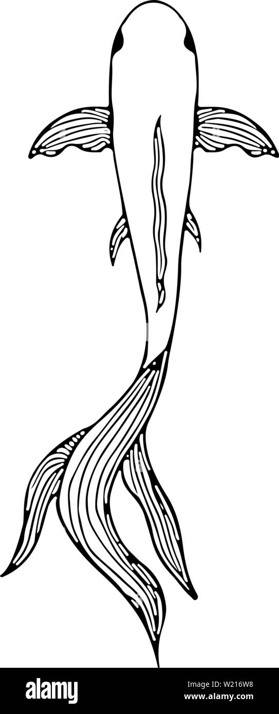 Résumé à la main le poisson carpe isolé sur fond blanc. Koi de poissons dessinés à la main. Carpes japonaises. Vue d'en haut. Illustration de Vecteur
