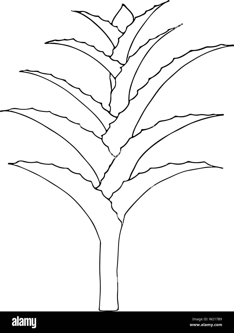 Hand drawn vector Aloe Vera ou Aloe Barbadensis Mill, Star cactus, Aloin, Jafferabad, la Barbade isolé sur fond noir. Décrire l'icône floral. Alte Illustration de Vecteur