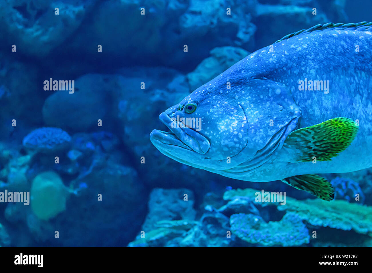 Des poissons colorés ou Epinephelus lanceolatus dans la mer de corail le fond , la Thaïlande. Banque D'Images