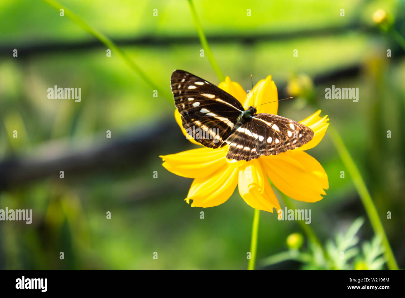 Papillon sur les fleurs jaune Cosmos sulphureus Cav. Banque D'Images