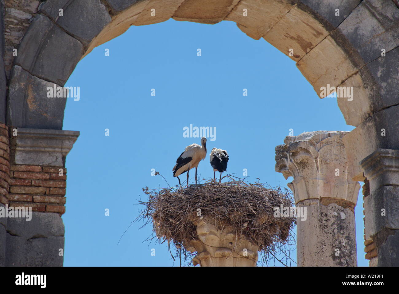 Ruines romaines à Volubilis, Maroc avec nid de cigognes sur la colonne Banque D'Images