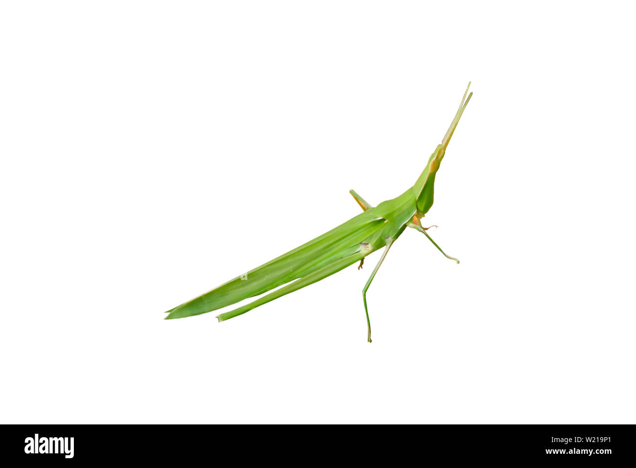 Sauterelle verte sur un fond blanc. Banque D'Images