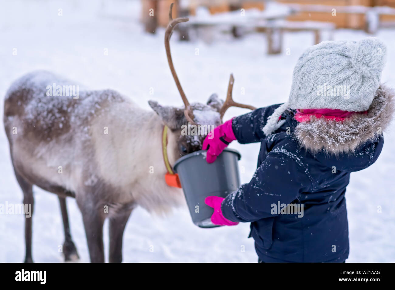 Petite fille dans un manteau d'hiver chaud rennes alimentation en hiver, la région de Tromso, dans le Nord de la Norvège Banque D'Images