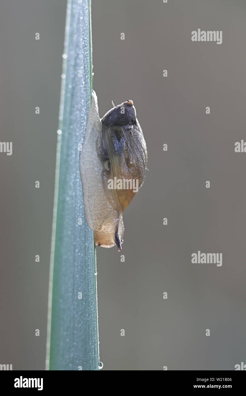 Succinea putris est une espèce d'escargot de terre dans la famille Succineidae, connu sous le nom de l'Escargot Orange Banque D'Images