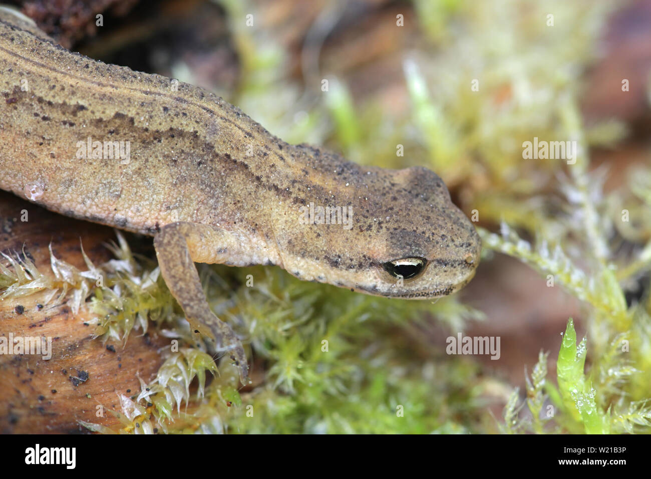 Lissotriton vulgaris, connu sous le nom de Triton tacheté ou la politique commune de newt Banque D'Images